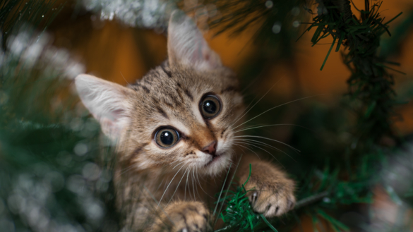 Ditt djur och stress