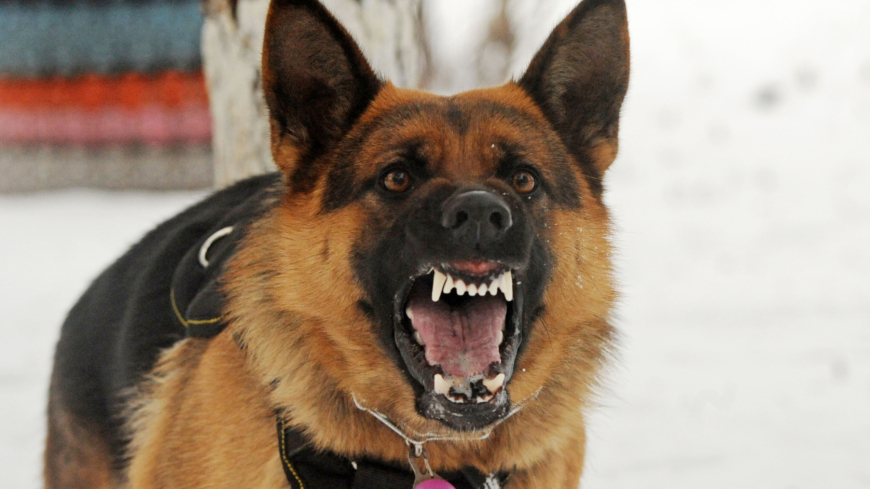 Rabies är ett virus som smittar från djur till människa, och den vanligaste orsaken är hundbett från ett smittat djur. Foto: Shutterstock