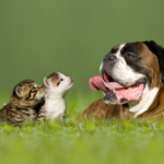 Insektsbett hos hund och katt