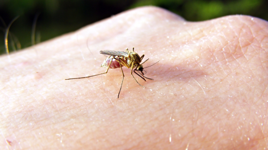 Gula febern sprids genom salivet i myggans stick. Foto: Shutterstock