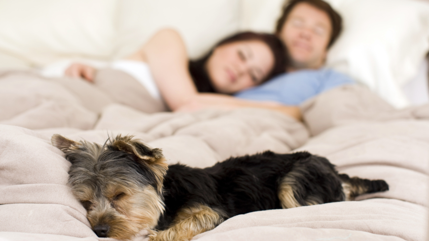 Hundägarna i studien sov bättre och besökte läkare mer sällan. Foto: Shutterstock