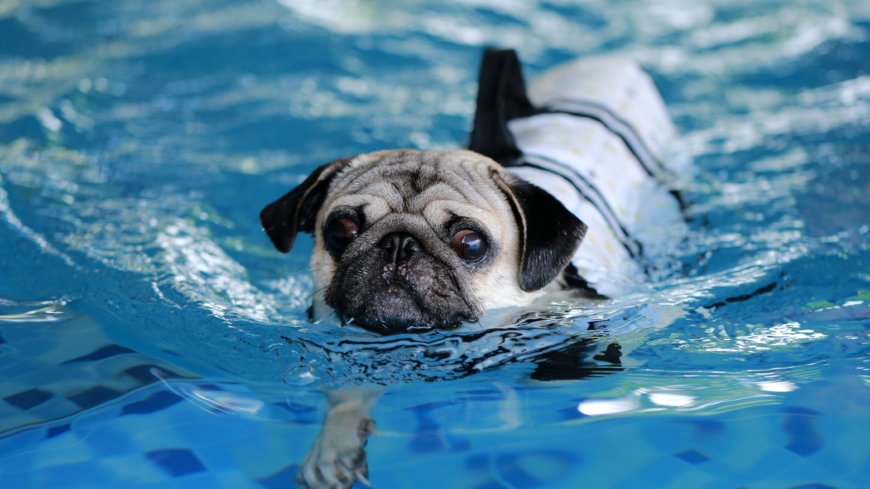 Overhale Hør efter badning Populärt med rehab för hundar | Doktorn.com