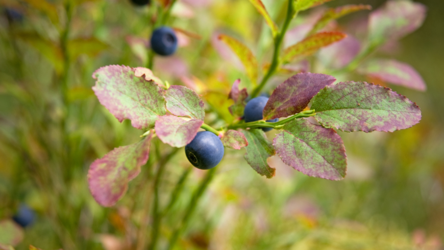 Den nordiska kosten är ett närproducerat alternativ till medelhavskosten. Foto: Shutterstock