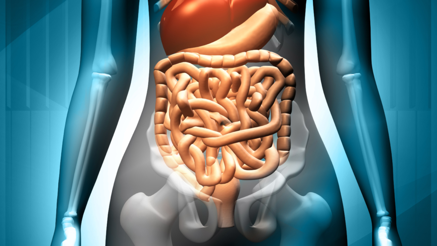 Tarmvred kan orsakas av att något fastnat i tarmen, och kan ge upphov till kräkningar och uppblåst mage.  Foto: Shutterstock
