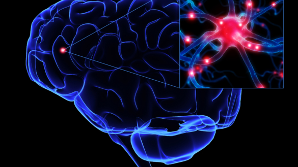 Nervcellen mångsidigare än man trott