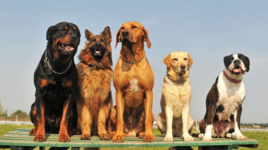 Artros hos hundar är delvis ärftligt. Foto: Shutterstock