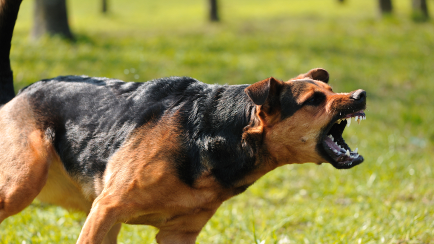Alla hundar kan bitas, och man bör ha stor respekt för dem. Foto: Shutterstock