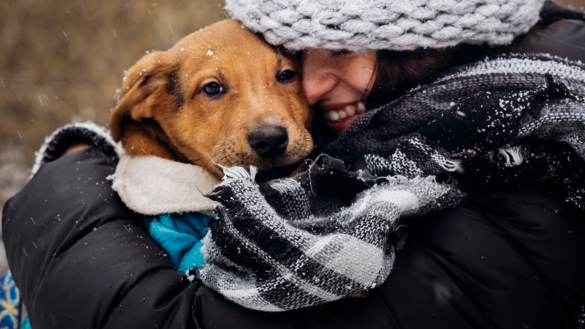 Grattis hundägare – ni löper minskad risk att dö i hjärtsjukdom