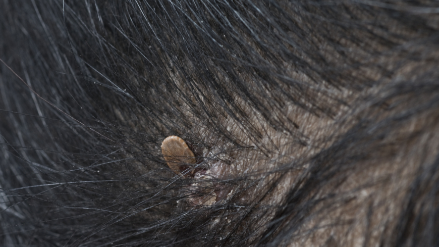 Allt om brun hundfästing (Rhipicephalus sanguineus)