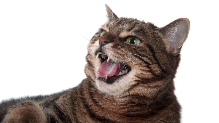 Det är viktigt att söka vård vid kattbett eftersom det kan bli infekterat och leda till stelkramp. Foto: Shutterstock