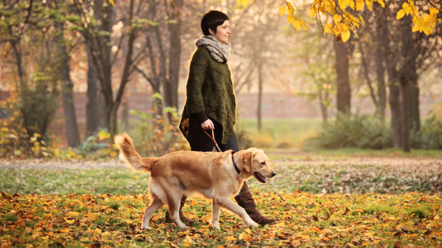  En rask promenad fem gånger i veckan har visat sig minska längden av en förkylningsepisod. Foto: Shutterstock