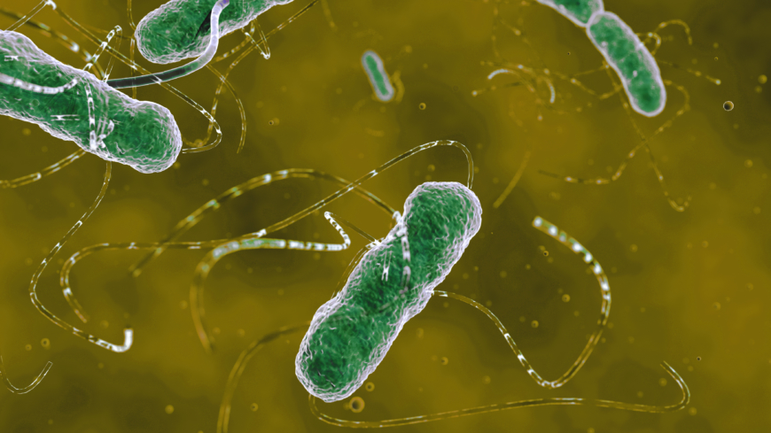 Ehecbakterien orsakade dödsfall runt om i Europa under 2011. Foto: Shutterstock