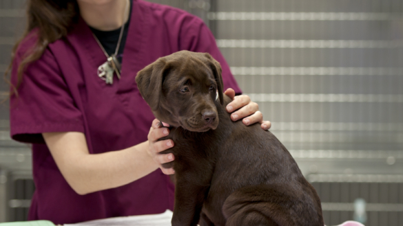 Allt fler hundar drabbas av allergi