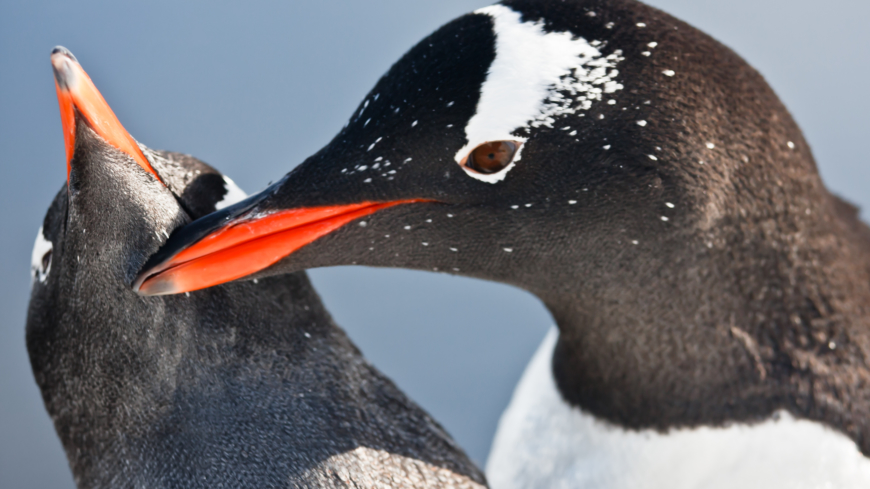 Snuskiga pingviner fördröjde forskningsrön
