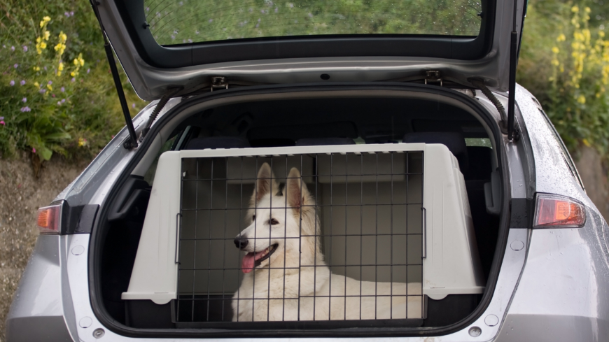 Bilen kan snabbt bli en dödsfälla för djuren soliga dagar. Foto: Shutterstock