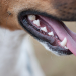 Dålig andedräkt hos hund