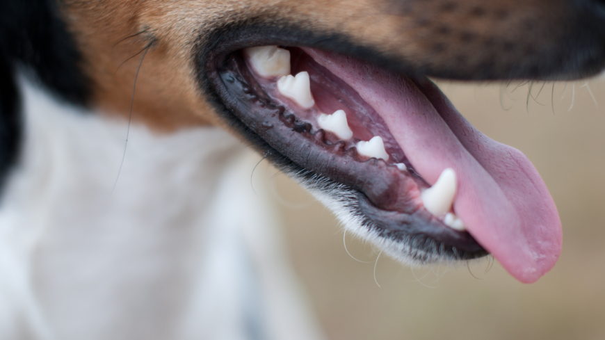 Tandproblem är en vanlig orsak till dålig andedräkt hos hundar. Foto: Shutterstock