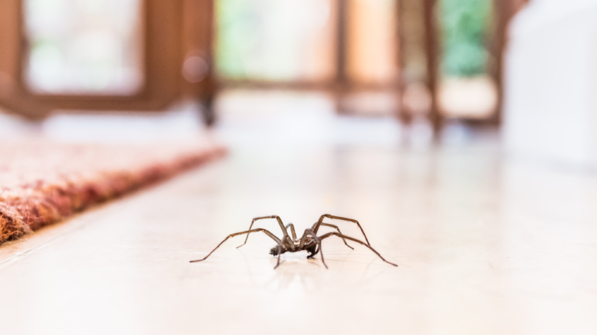 Spindelfobi (arachnofobi) – en av våra vanligaste fobier