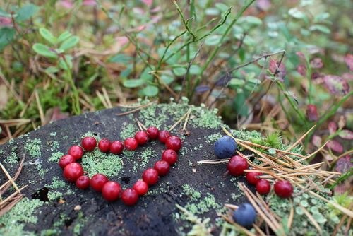 I en stenåldersdiet ingår bland annat bär, nötter, frukt, ägg, grönsaker och magert kött. Foto: Shutterstock